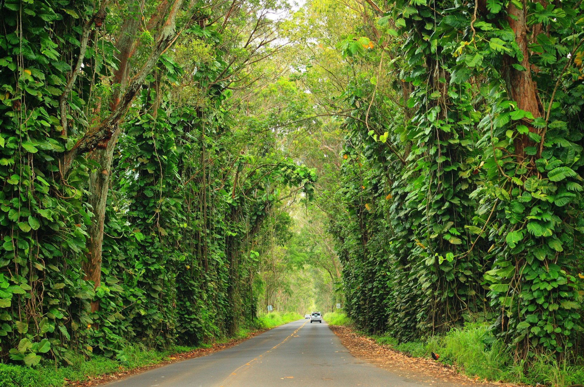 Download Green Tree Man Made Road 4k Ultra HD Wallpaper