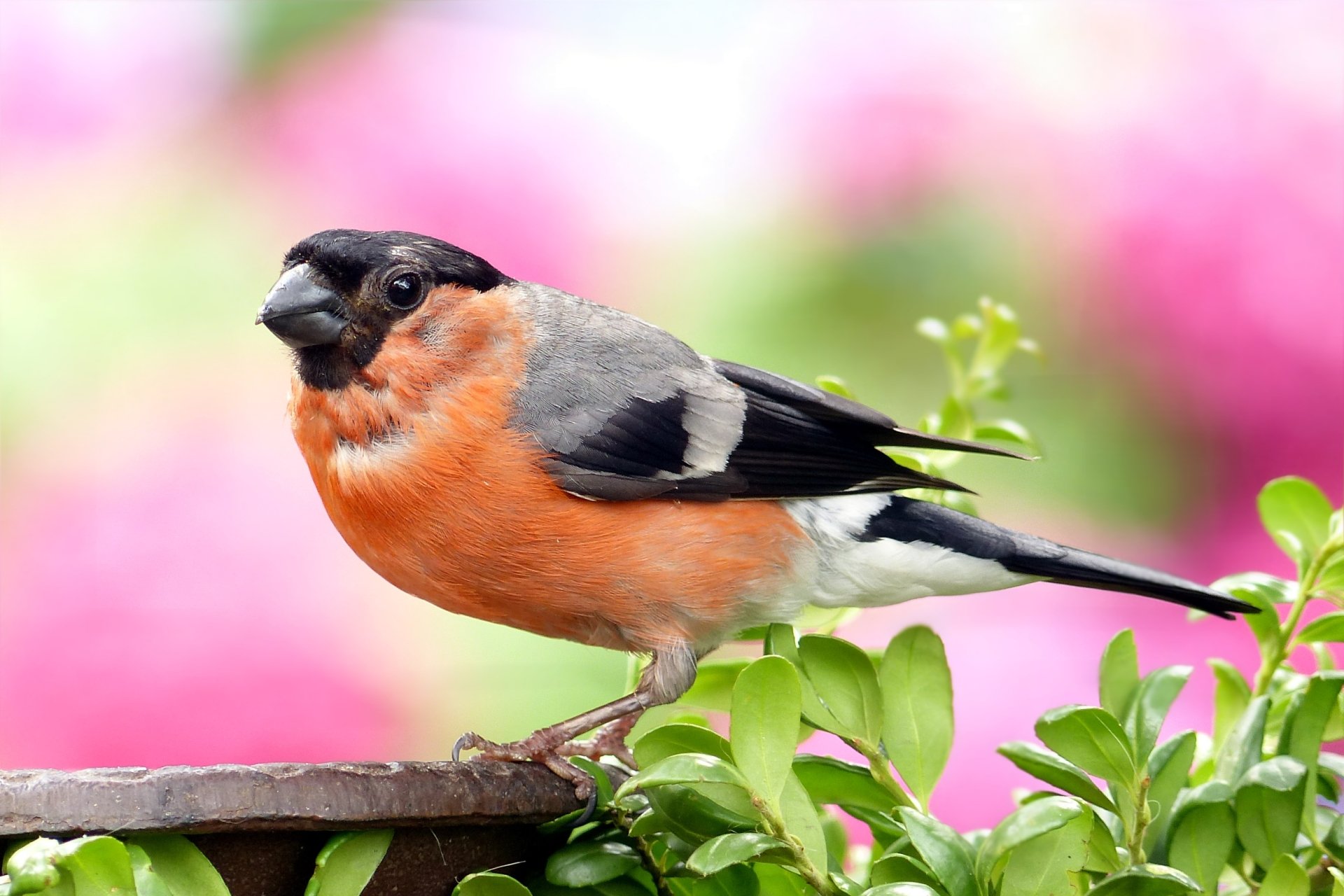 Download Colors Bird Animal Bullfinch HD Wallpaper