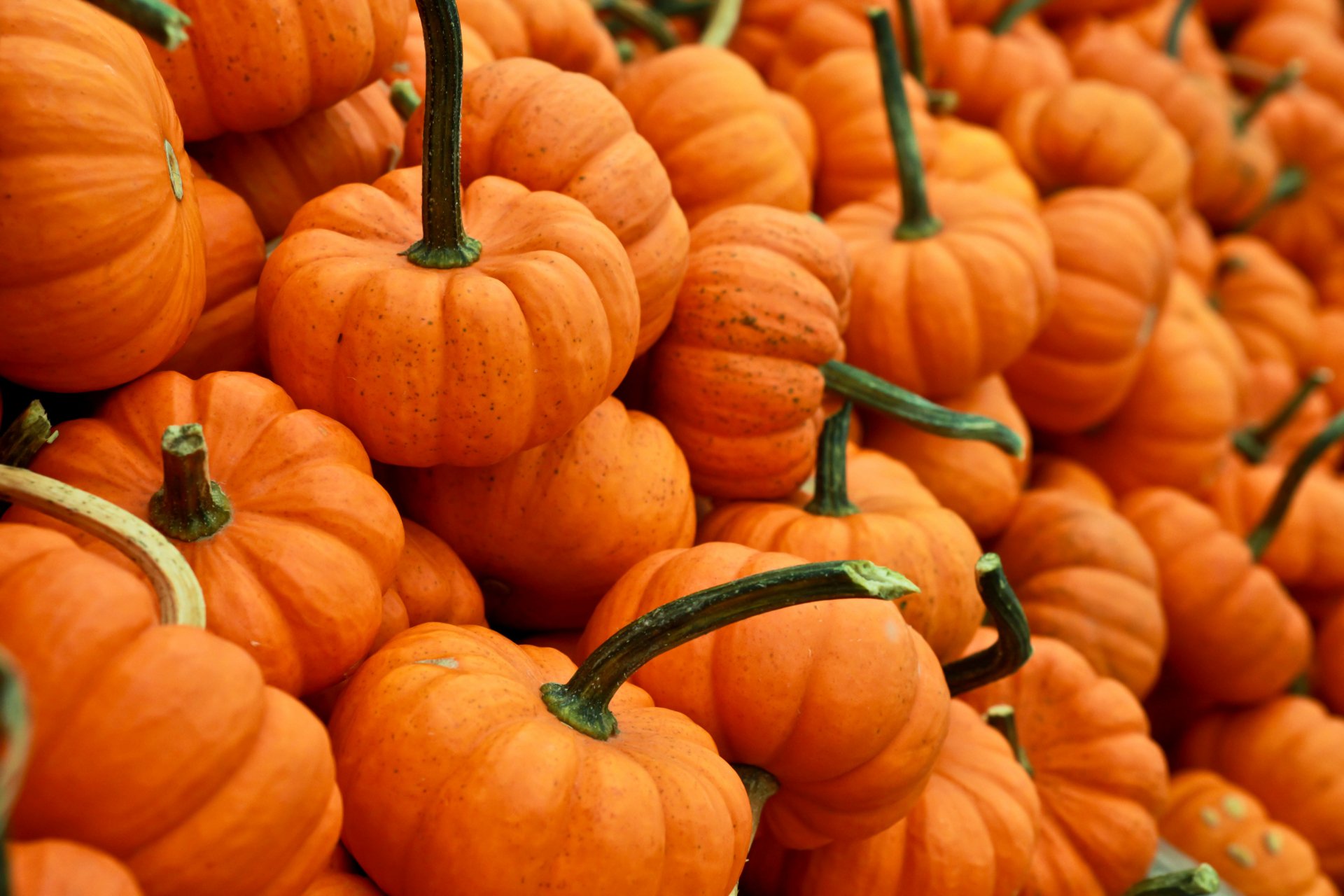 10 4K Ultra HD Pumpkin Wallpapers Background Images 