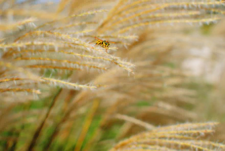 close-up insect grass Animal wasp HD Desktop Wallpaper | Background Image