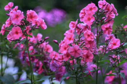 bokeh pink flower flower nature phlox HD Desktop Wallpaper | Background Image