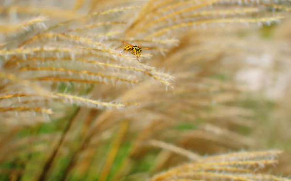close-up insect grass Animal wasp HD Desktop Wallpaper | Background Image