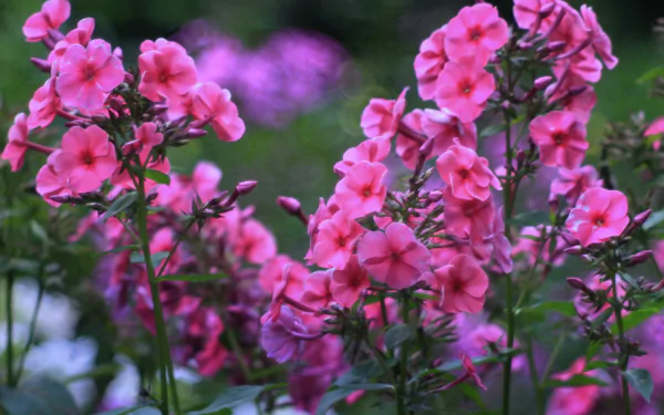 bokeh pink flower flower nature phlox HD Desktop Wallpaper | Background Image
