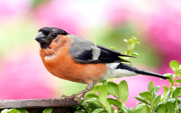 colors bird Animal bullfinch HD Desktop Wallpaper | Background Image