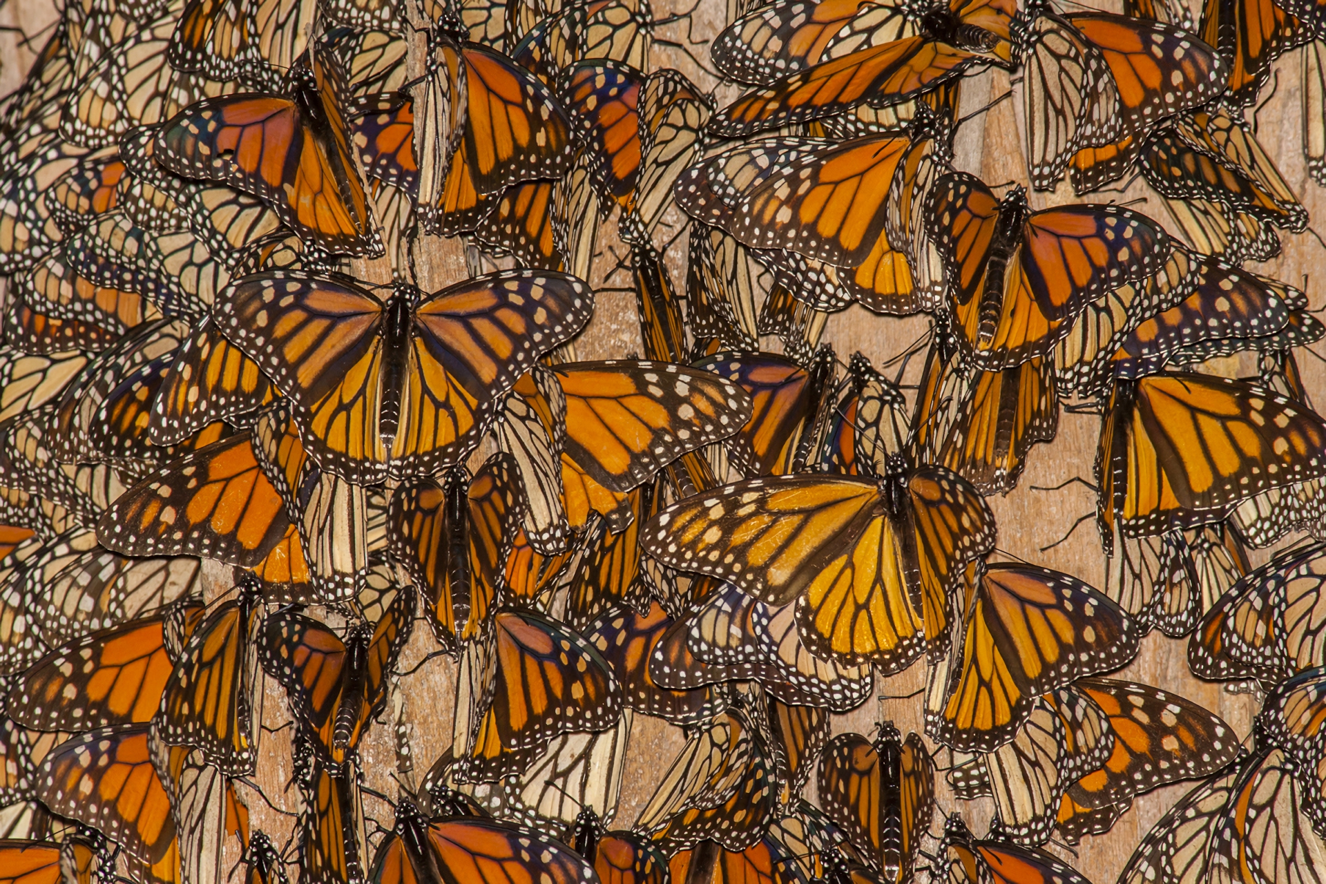 filter butterfly orange black aesthetic  Monarch Butterfly HD Png  Download is fre  Butterfly wallpaper Butterfly wallpaper iphone Cute  patterns wallpaper