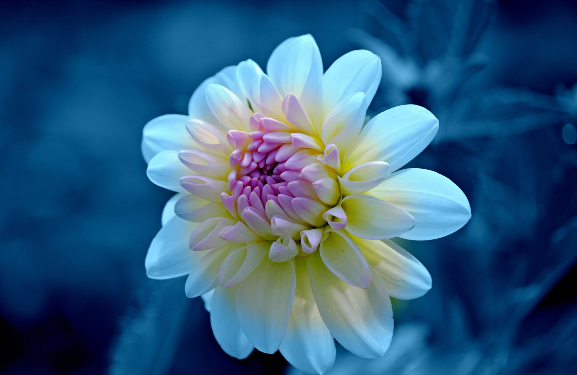 Dahlia HD Wallpaper