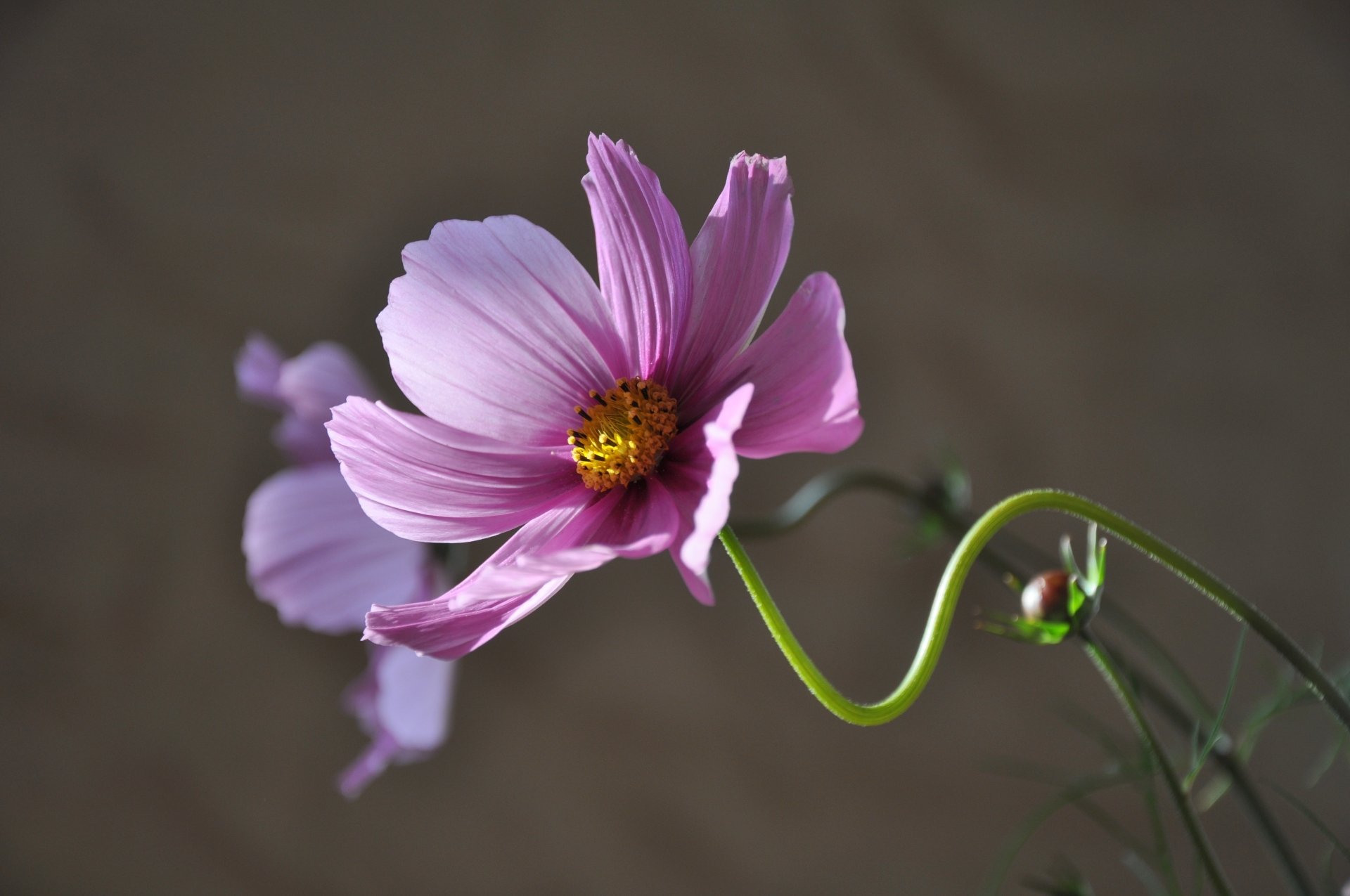 Download Pink Flower Flower Nature Cosmos (Plant) 4k Ultra HD Wallpaper