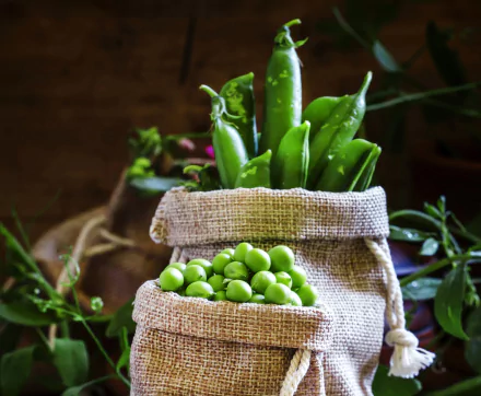 HD desktop wallpaper showcasing fresh green peas spilling from burlap sacks, highlighting vibrant vegetable textures with a natural, rustic background.