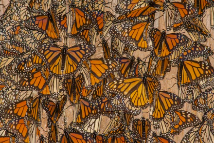 Monarch Butterflies