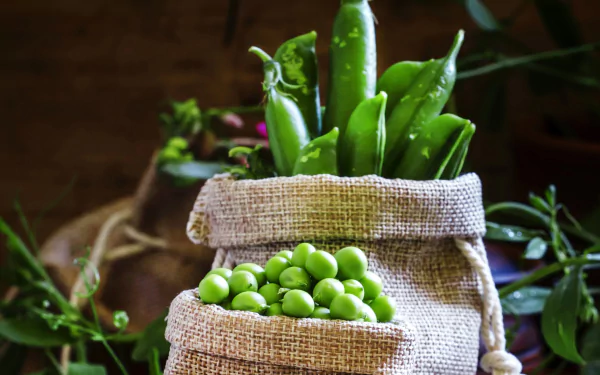 HD desktop wallpaper showcasing fresh green peas spilling from burlap sacks, highlighting vibrant vegetable textures with a natural, rustic background.