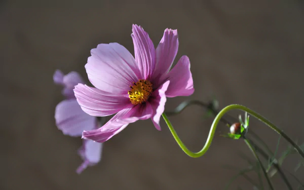 pink flower flower nature Cosmos (Plant) HD Desktop Wallpaper | Background Image