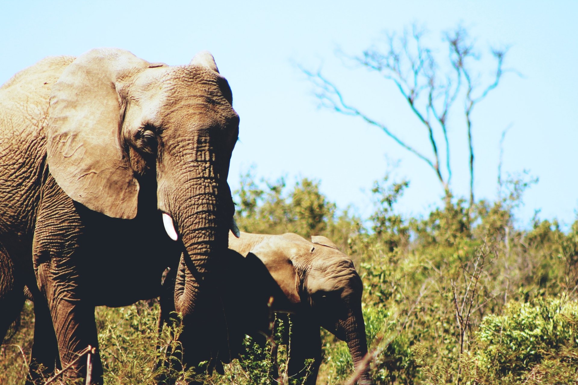 African Bush Elephant 4K Ultra Hd Wallpaper By Cristy Zinn