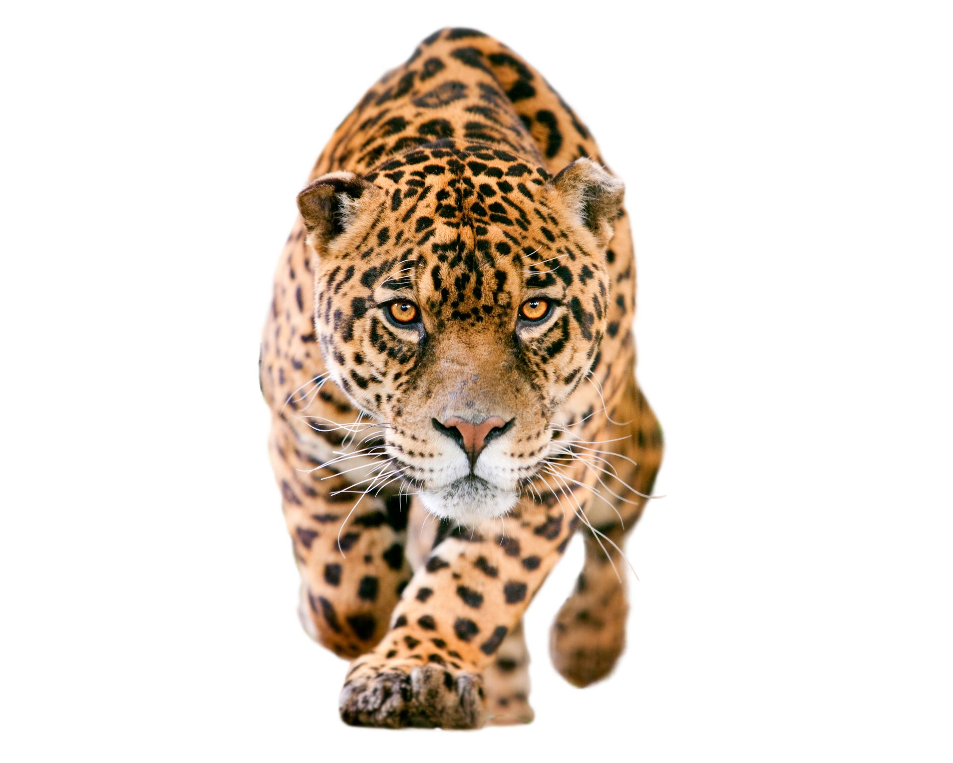 Download Muzzle Animal Jaguar 4k Ultra HD Wallpaper