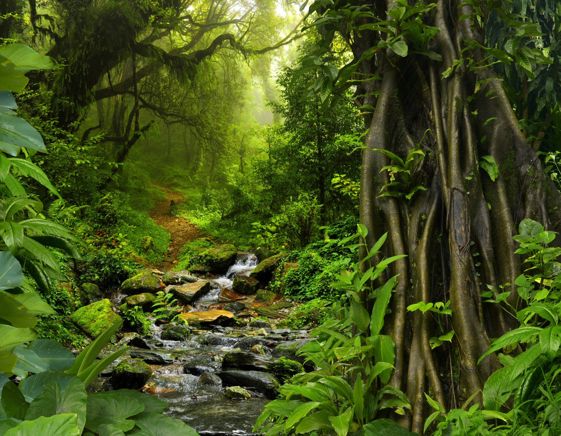 Download Greenery Stone Jungle Path Nature Stream Hd Wallpaper