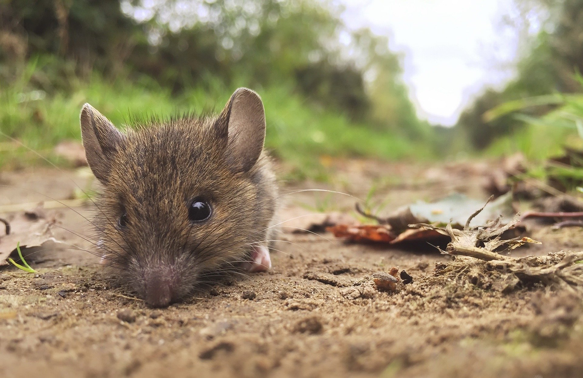 Close-up of a small rodent mouse on a dirt path surrounded by greenery, captured in HD for a detailed PC desktop wallpaper background.