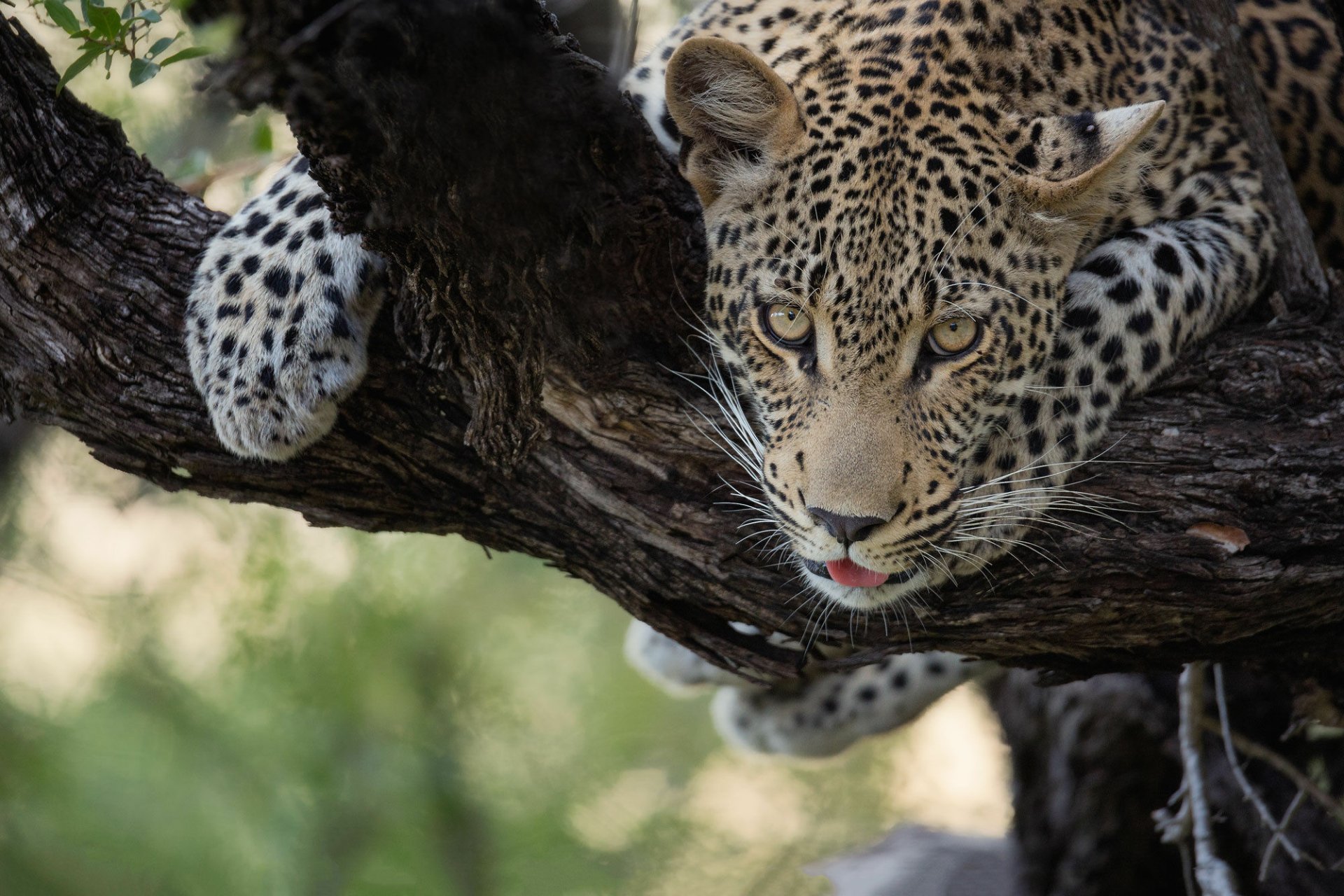 Download Animal Leopard HD Wallpaper by Keith Connelly