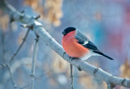 winter branch bird Animal bullfinch HD Desktop Wallpaper | Background Image