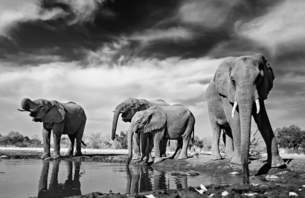 Black-and-white HD PC wallpaper: African bush elephants wading at a waterhole, their reflections mirrored in the calm surface.