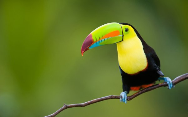 Animal Toucan Birds Toucans Bird Colors Colorful Branch HD Wallpaper | Background Image