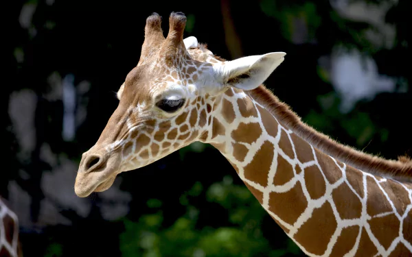 Close-up of a giraffe’s head and neck with detailed patterns, captured in 4K Ultra HD as a vivid PC desktop wallpaper and background.
