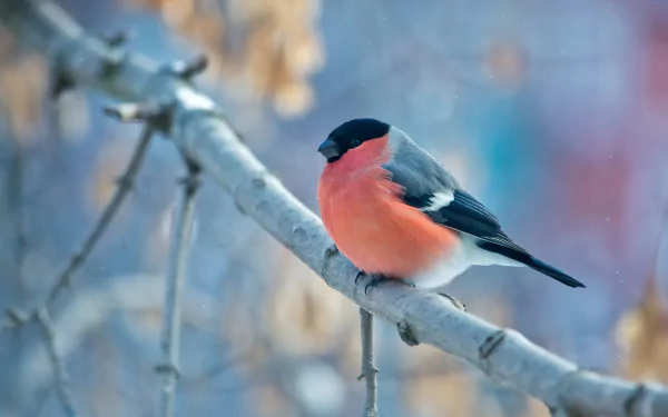 A bullfinch with vibrant red and black feathers perched on a snowy winter branch, captured in stunning 4K Ultra HD detail.