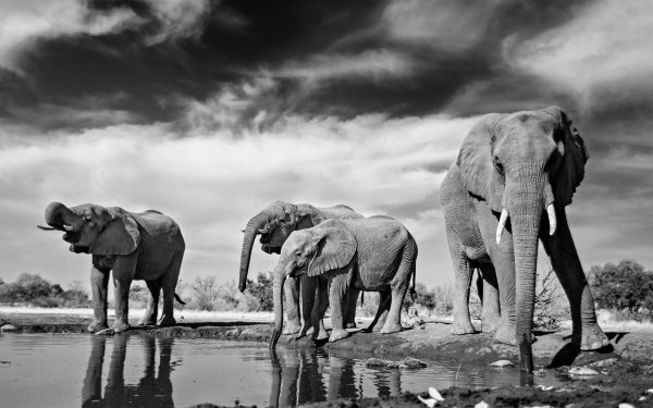Animal African bush elephant Elephants Black & White Reflection HD Wallpaper | Background Image