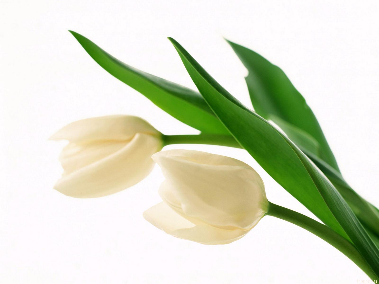 Download wallpaper 950x1534 white tulips portrait iphone 950x1534 hd  background 19468