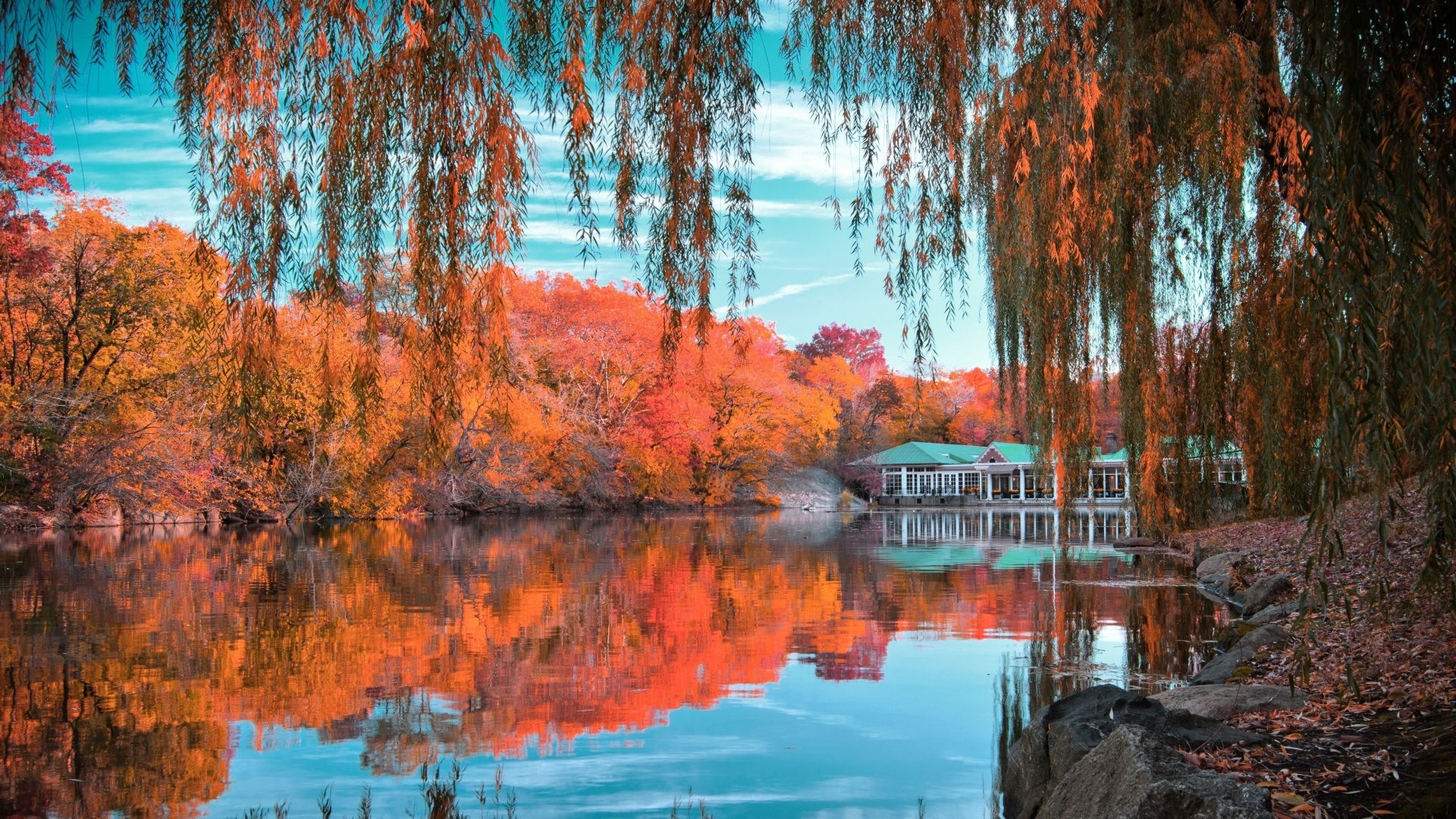 4K Ultra HD image of a man-made pond in Central Park reflecting vibrant fall trees framed by hanging willow branches.