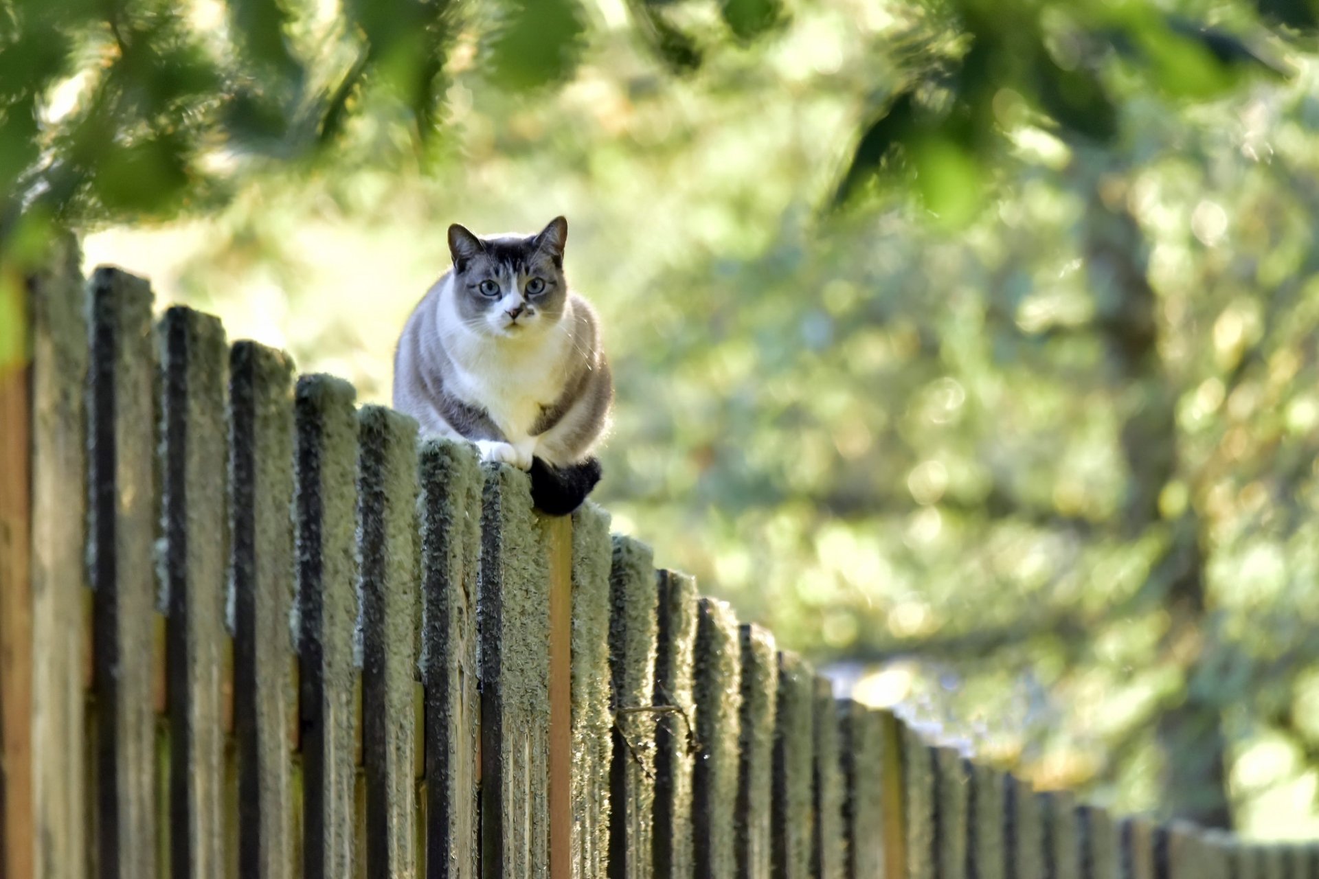 A cat perched on a wooden fence with a vibrant green bokeh background, captured in HD for a desktop wallpaper.