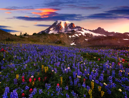 mountain purple flower nature wildflower meadow HD Desktop Wallpaper | Background Image