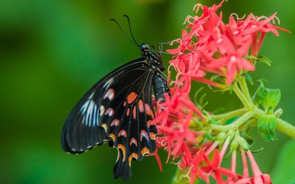 Animal Butterfly Insect Flower HD Wallpaper | Background Image