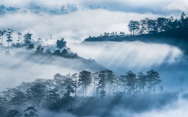 Nature Fog Sunbeam Landscape Tree HD Wallpaper | Background Image