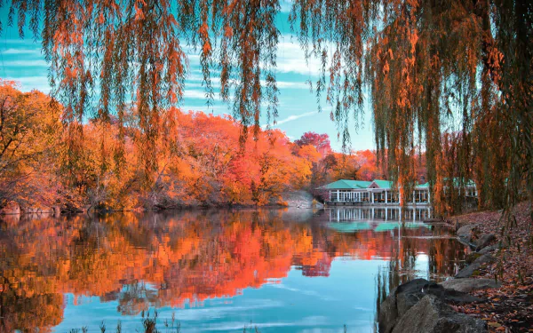 4K Ultra HD image of a man-made pond in Central Park reflecting vibrant fall trees framed by hanging willow branches.