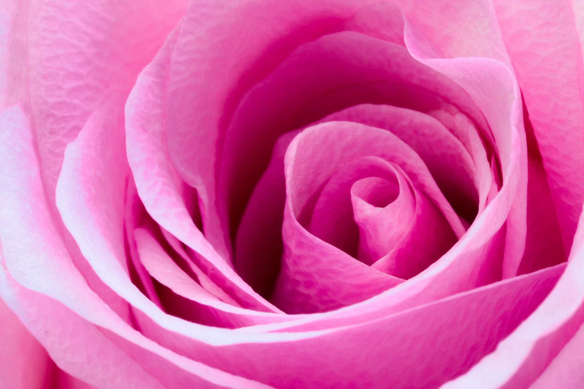 Download Pink Flower Macro Flower Nature Rose HD Wallpaper by Ben-ah