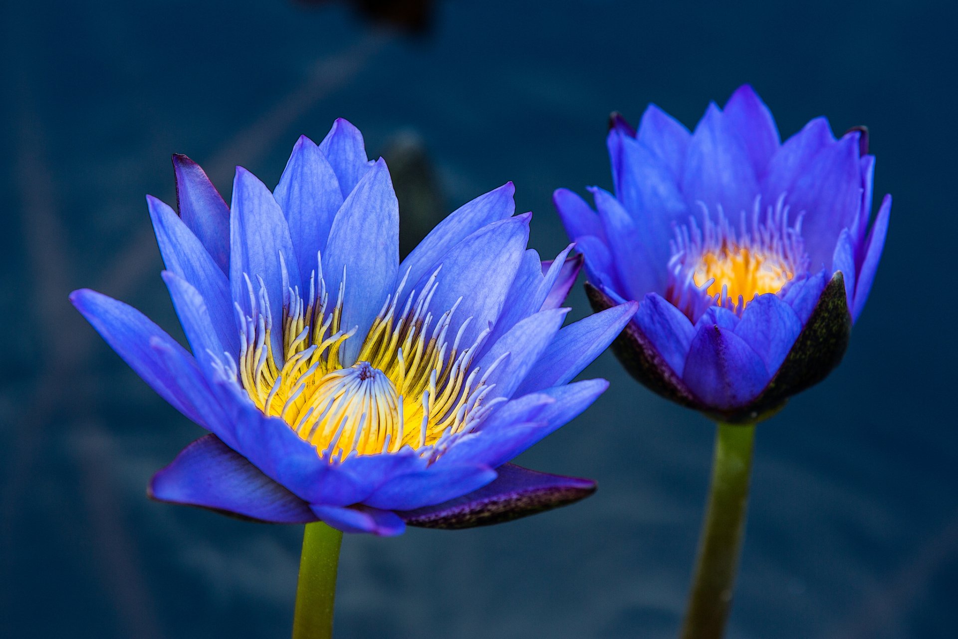 Vibrant blue water lilies with yellow centers bloom against a dark water background in this HD nature-themed desktop wallpaper.