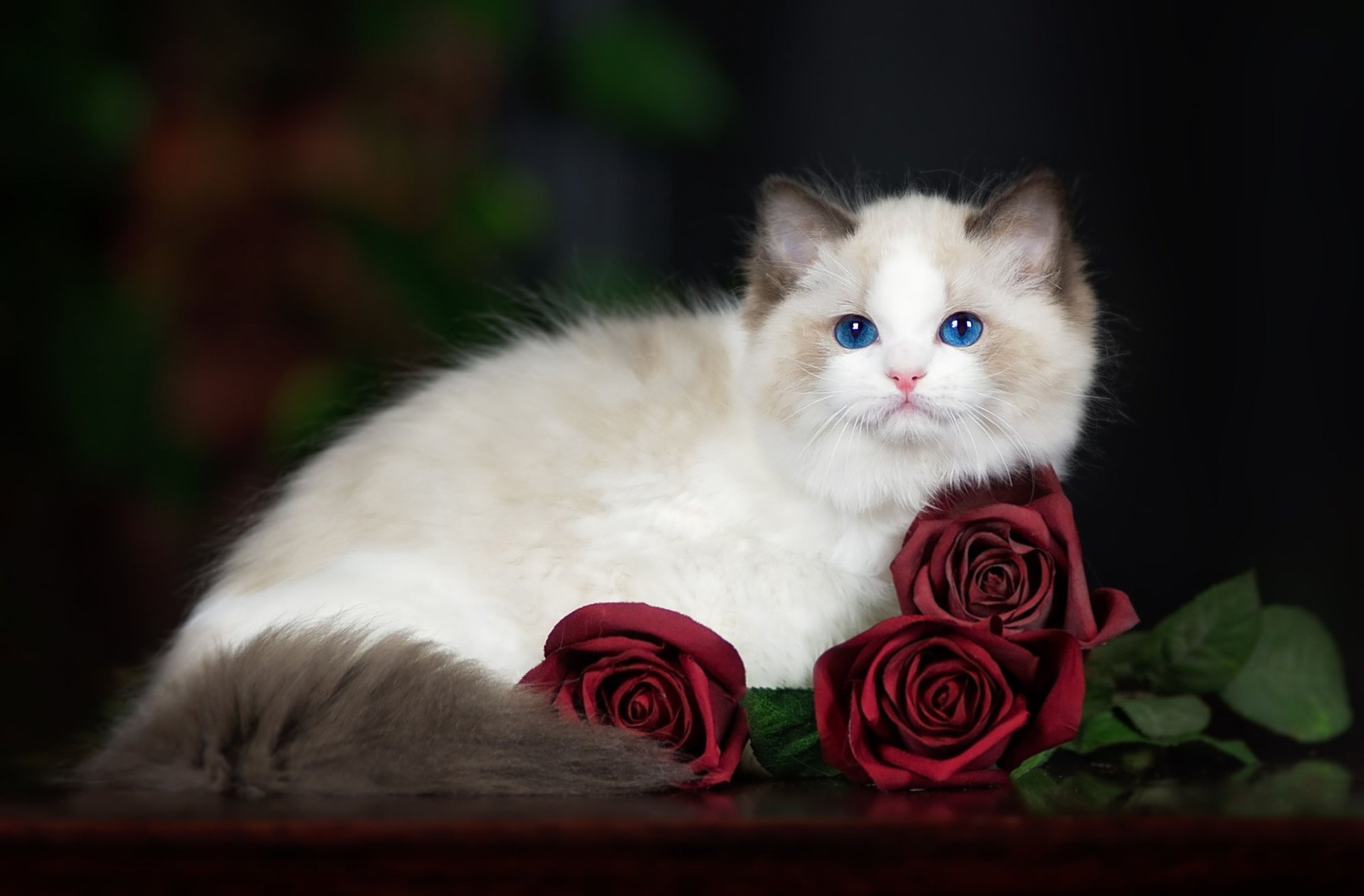 Download Red Rose Rose Ragdoll Animal Cat HD Wallpaper