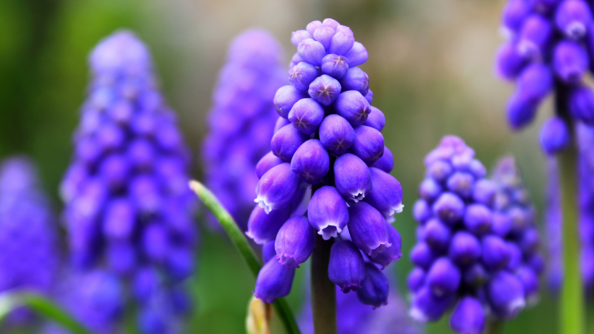 Download Flower Lavender Nature Hyacinth HD Wallpaper