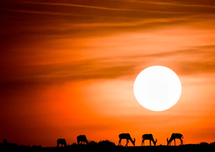 Silhouettes of topi antelopes grazing against a vivid orange sunset, captured in HD as a striking PC desktop wallpaper and background.