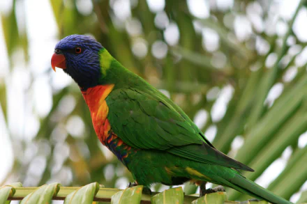  Colorful Rainbow Lorikeet by maximus1954