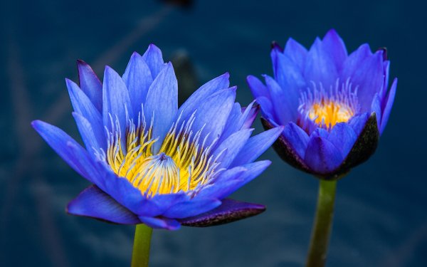 Earth Water Lily Flowers Flower Blue Flower Nature HD Wallpaper | Background Image