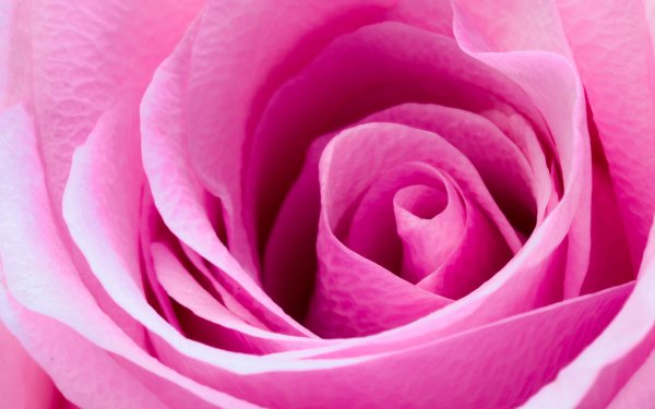 Earth Rose Flowers Flower Macro Pink Flower HD Wallpaper | Background Image