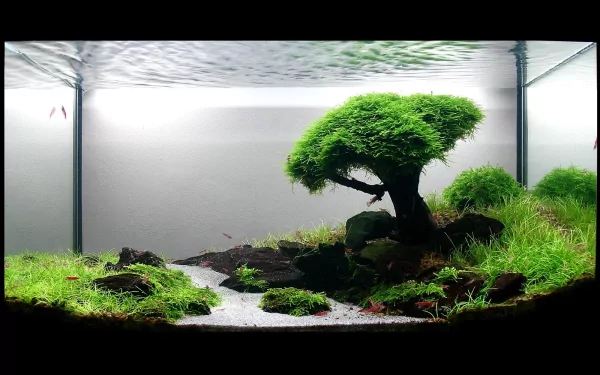 man made fish tank HD Desktop Wallpaper | Background Image