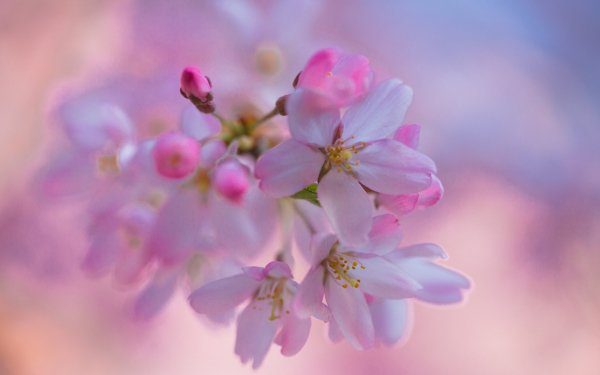 Earth Blossom Flowers Blur Macro Flower Pink Flower Nature HD Wallpaper | Background Image