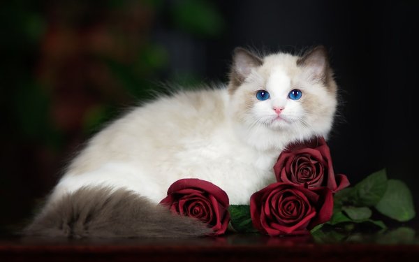Animal Cat Cats Ragdoll Rose Red Rose HD Wallpaper | Background Image