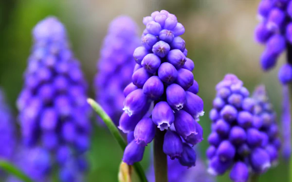  Grape Hyacinth
