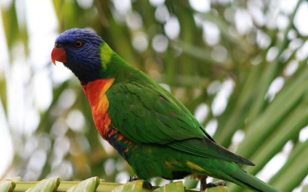  Colorful Rainbow Lorikeet by maximus1954