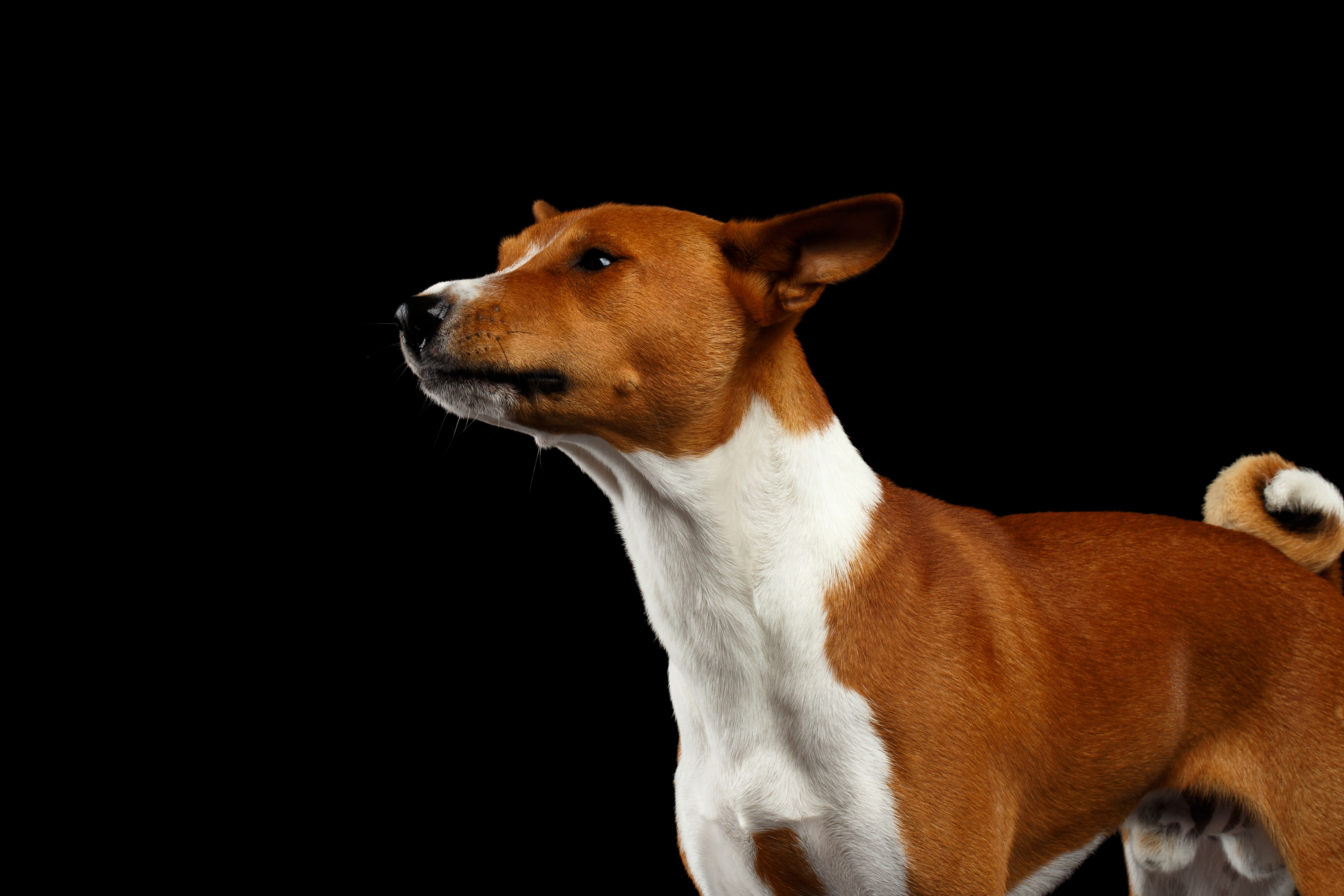 Animal Dog HD Wallpaper | Background Image
