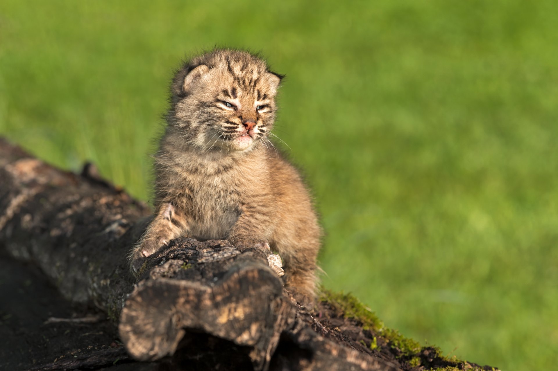 Download Baby Animal Cub Animal Lynx 4k Ultra HD Wallpaper