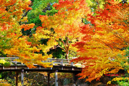  Bridge in Autumn