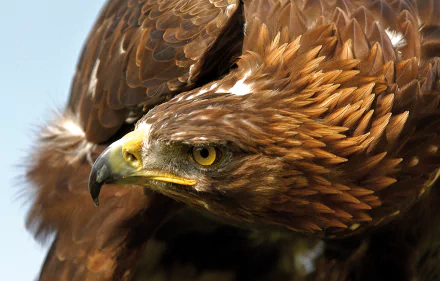 A close-up of a golden eagle, showcasing its striking feathers and intense gaze. This high-definition image serves as a captivating desktop wallpaper or background.